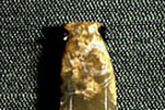Pendant in the Shape of a Fish