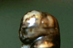 Pendant in the form of a squatting monster holding a flywisk and a rosary