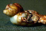 Bird Finial or Pendant