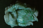 Chinese cabbage with grasshopper